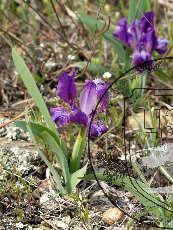 Касатик карликовый 001